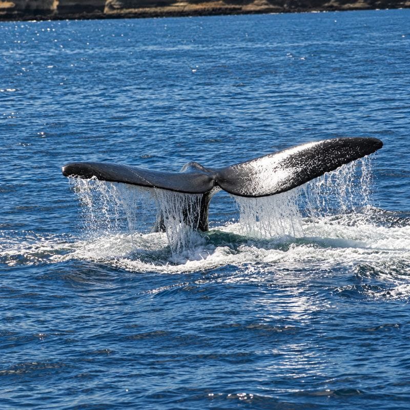 ballenas nadando cerca de la costa en punta del este playa mansa